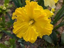 PREM NARCISSUS GOLD DISC X 4