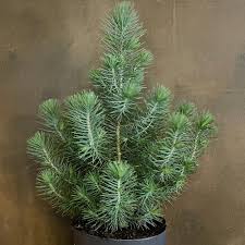 Pinus Pinea Silver Crest - Shrubs - Windyridge Garden Centre