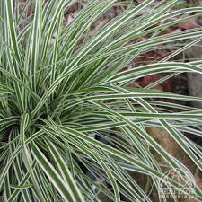 Everest-Japanese-Sedge-(Carex-Oshimensis-Everest)-Plant