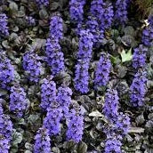 AJUGA reptans Black Scallop