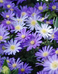 ANEMONE BLANDA BLUE SHADES x 40
