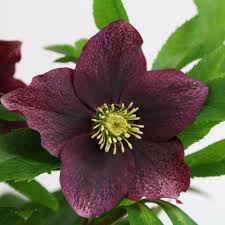 Helleborus Orient. Viv Victoria  2 Ltr Pot - Herbaceous - Windyridge Garden Centre
