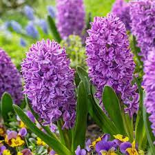 HYACINTHUS PURPLE PRIDE X 4