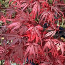 Acer pal. Shaina