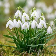 GALANTHUS SNOWDROPS X 10
