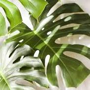 Monstera delicosa  P17