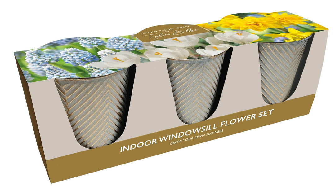 INDOOR SPRING FLOWER TRIO 13
