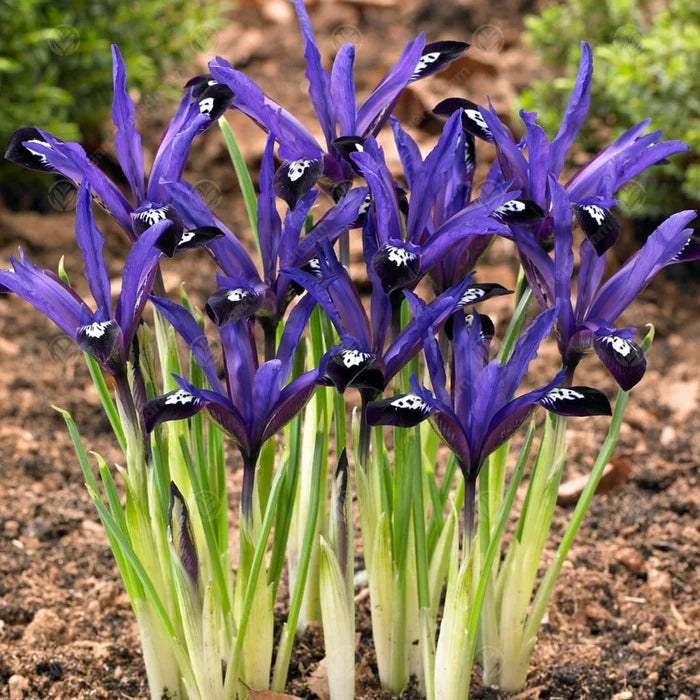 IRIS RETICULATA  BLUE NOTE 12
