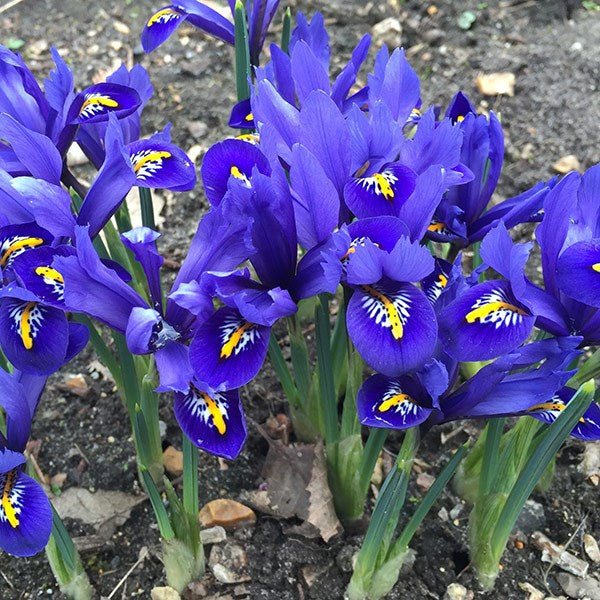 IRIS RETICULATA HARMONY 12