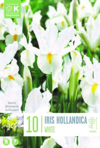 IRIS WHITE X 10