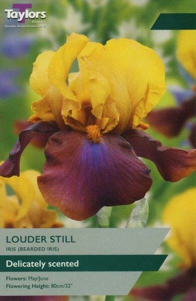 IRIS LOUDER STILL X 1