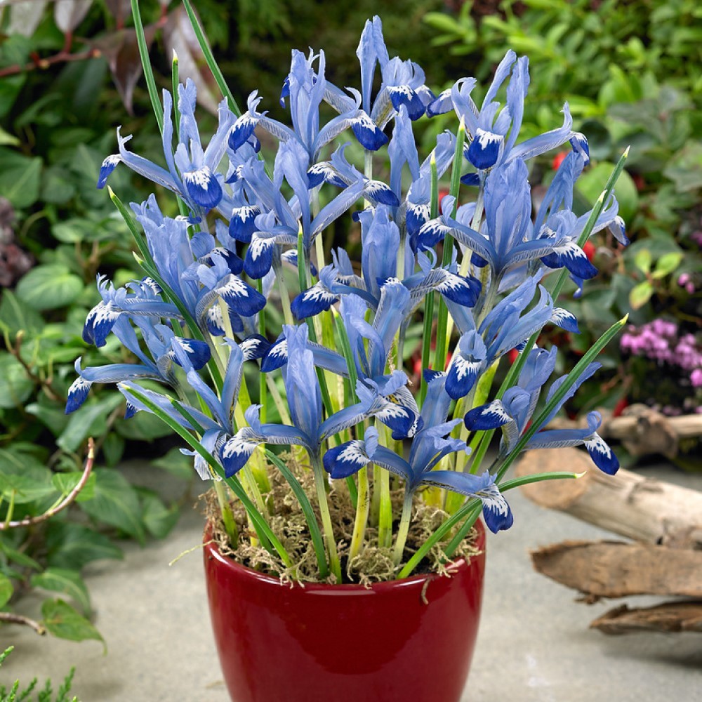 IRIS RETICULATA CLAIRETTE 12