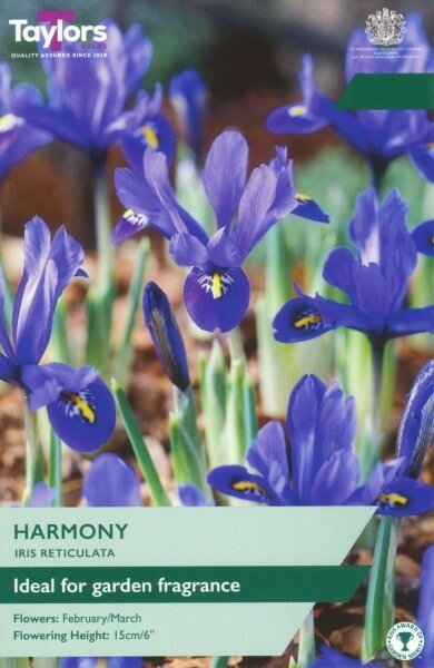 IRIS RETICULATA HARMONY 12