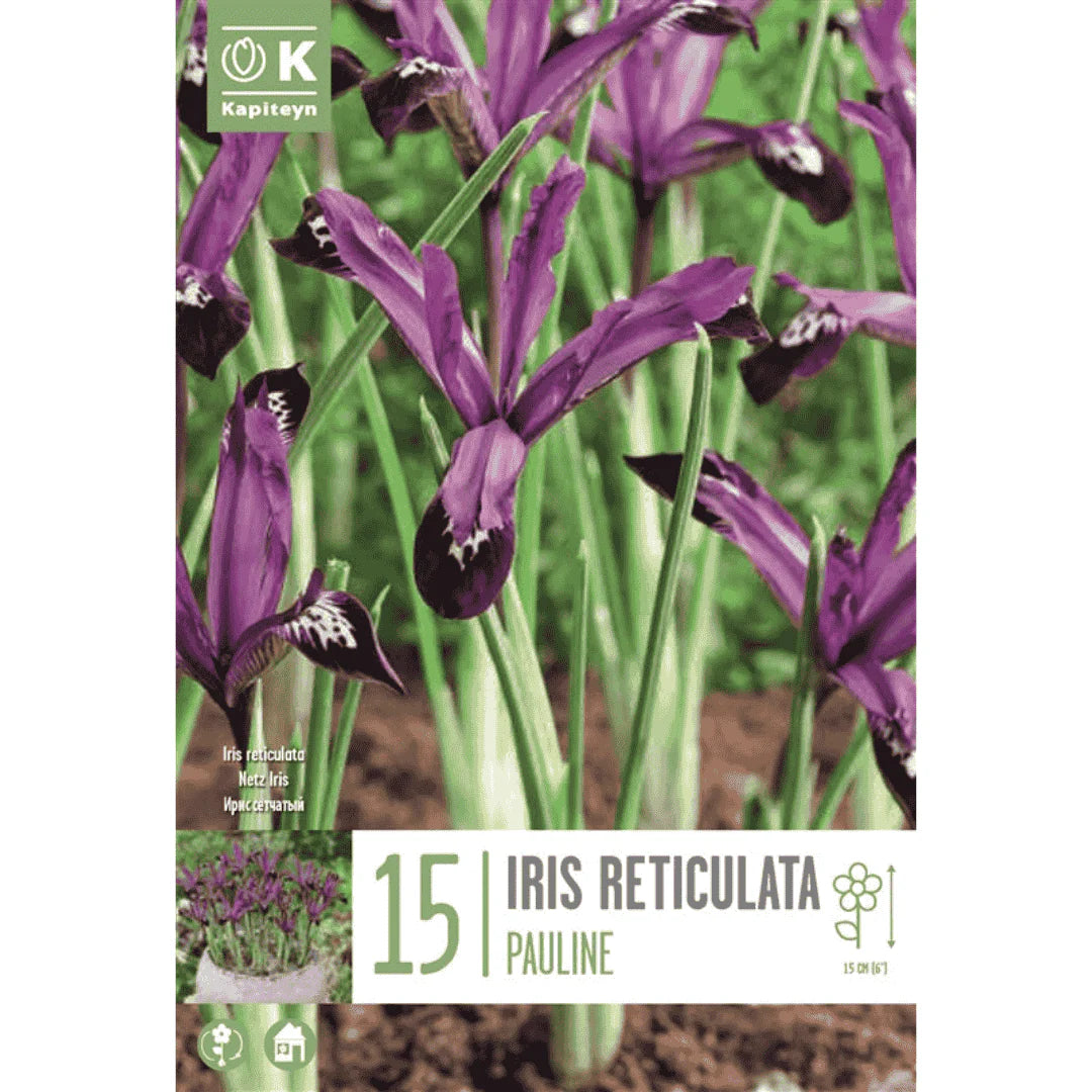 IRIS RETICULATA PAULINE X 15