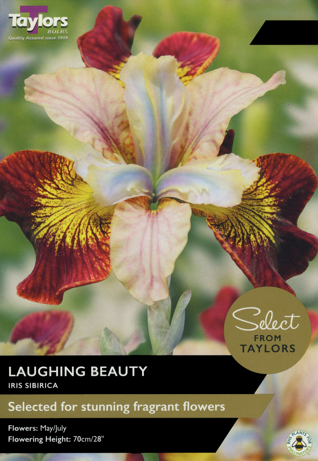 IRIS SIBIRICA LAUGHING BEAUTY X 2