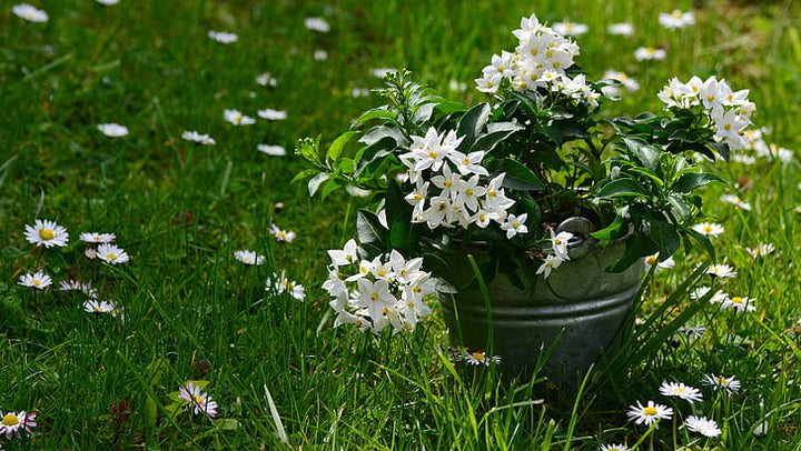 Trachelospermum jasminoides H150 cm ( Star of Jasmine )