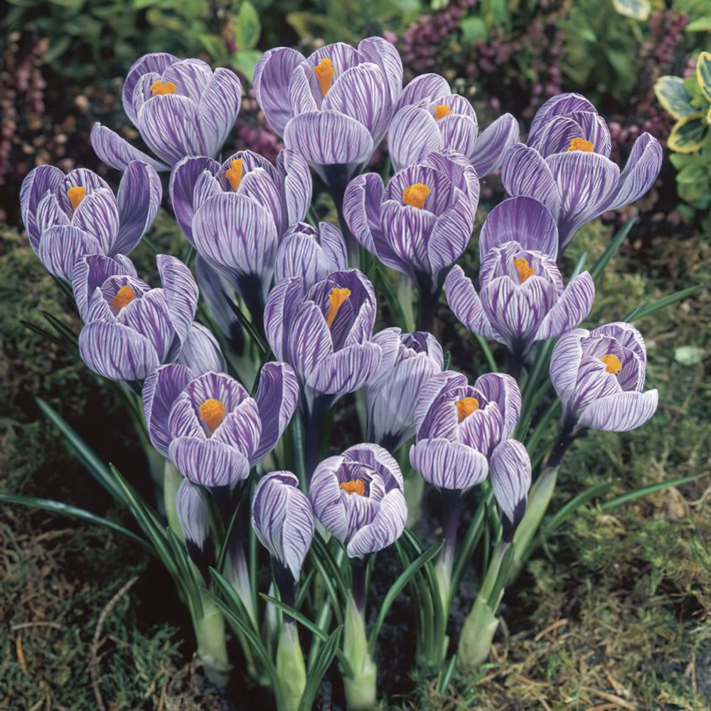 CROCUS KING OF THE STRIPED X 10