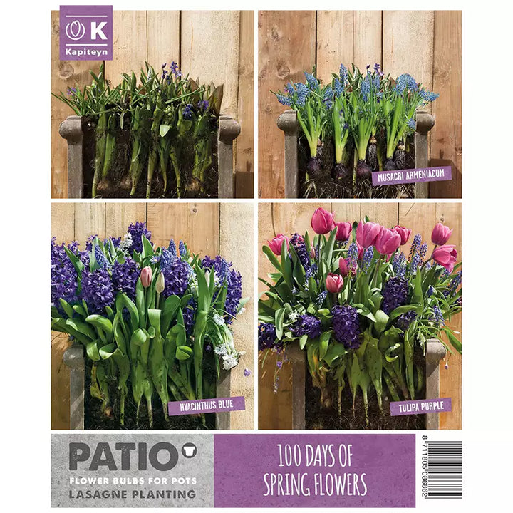 LASAGNE PLANTING PINK & BLUE x 40