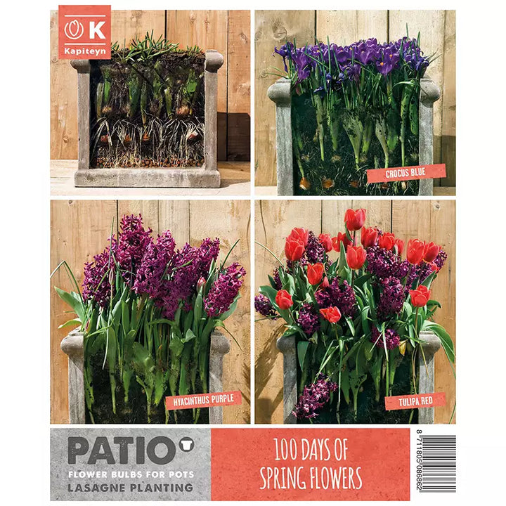 LASAGNE PLANTING RED & PURPLE x 40