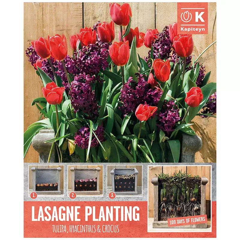 Buy Lasagne Planting Red & Purple X 40 Online | Windyridge Garden ...