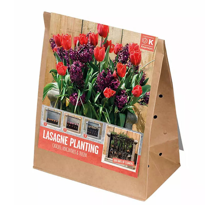 LASAGNE PLANTING RED & PURPLE x 40