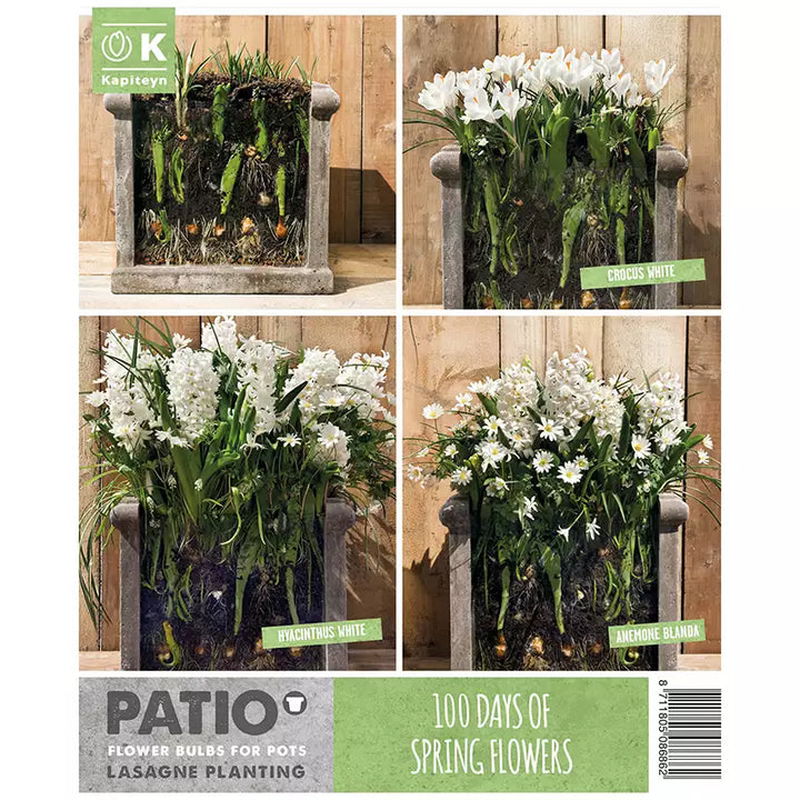 LASAGNE PLANTING WHITE x 40