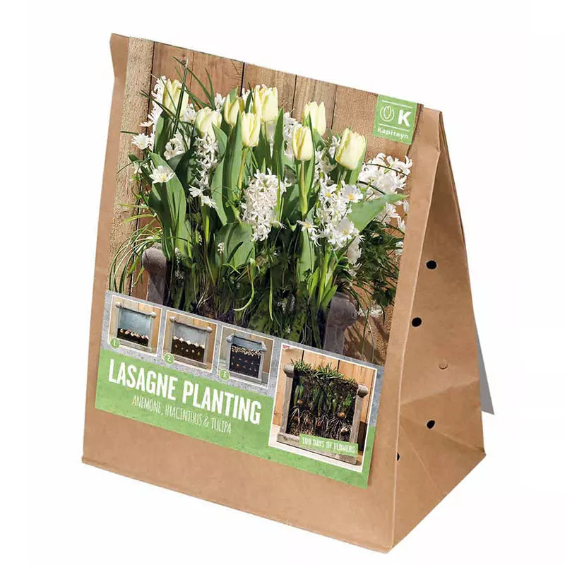 LASAGNE PLANTING WHITE x 40