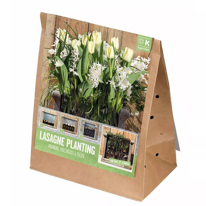 LASAGNE PLANTING WHITE x 40
