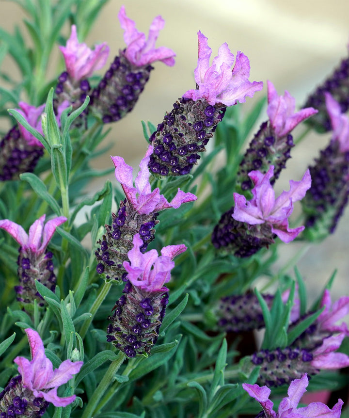 Lavandula Blueberry