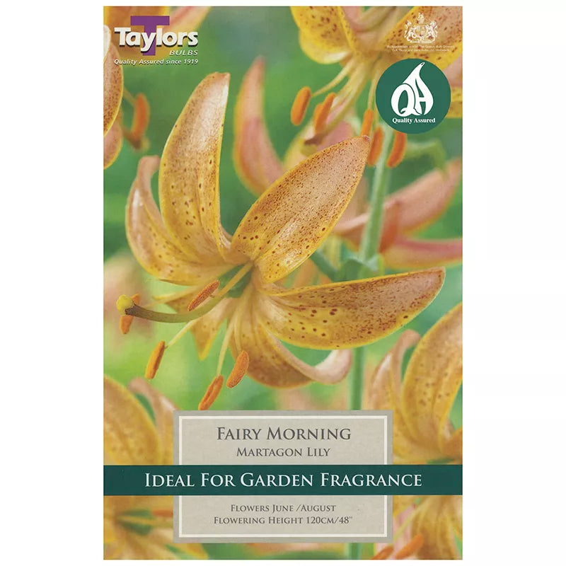 Lily Fairy Morning - Bulbs - Windyridge Garden Centre