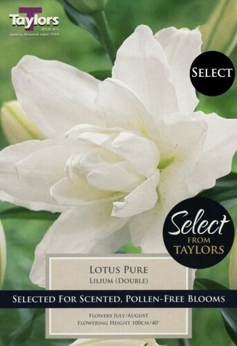 Lilium Lotus Pure X 3 - Bulbs - Windyridge Garden Centre