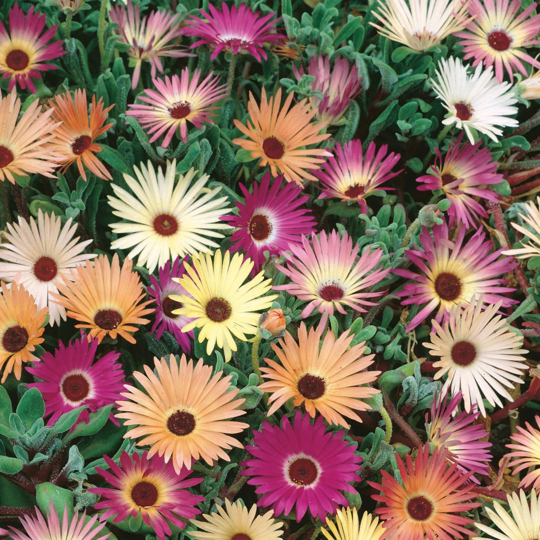 Livingstone Daisy Tapestry Mix - Seed Packets - Windyridge Garden Centre