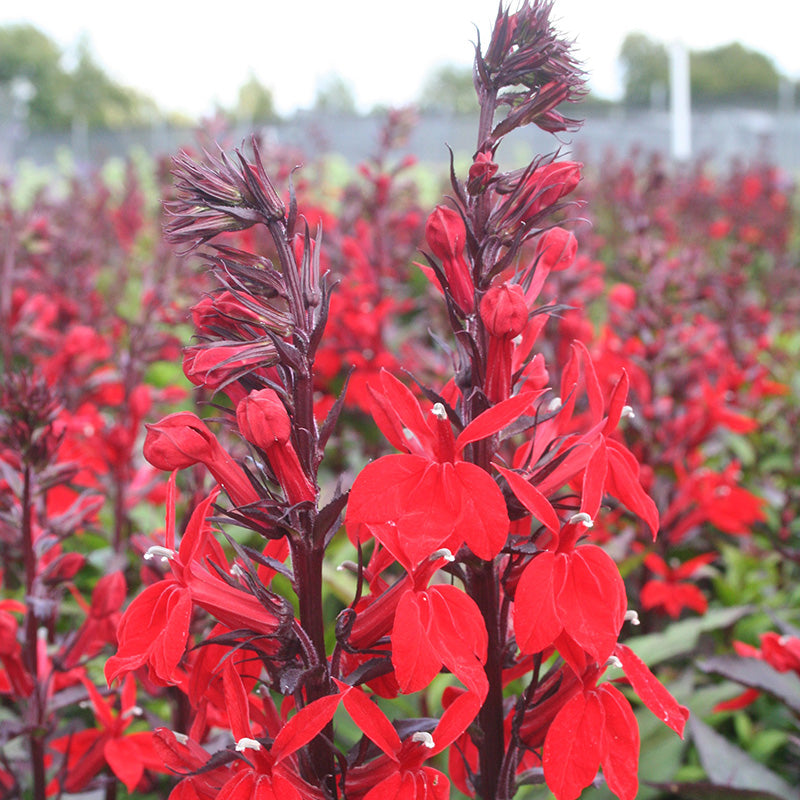 Lobelia Starship Scarlet - Herbaceous - Windyridge Garden Centre