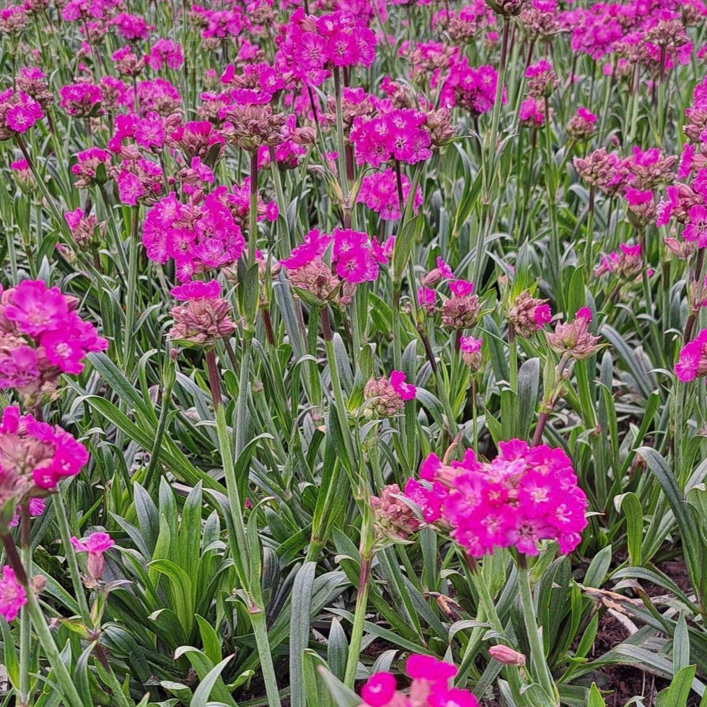 LYCHNIS Cherry Bubbles