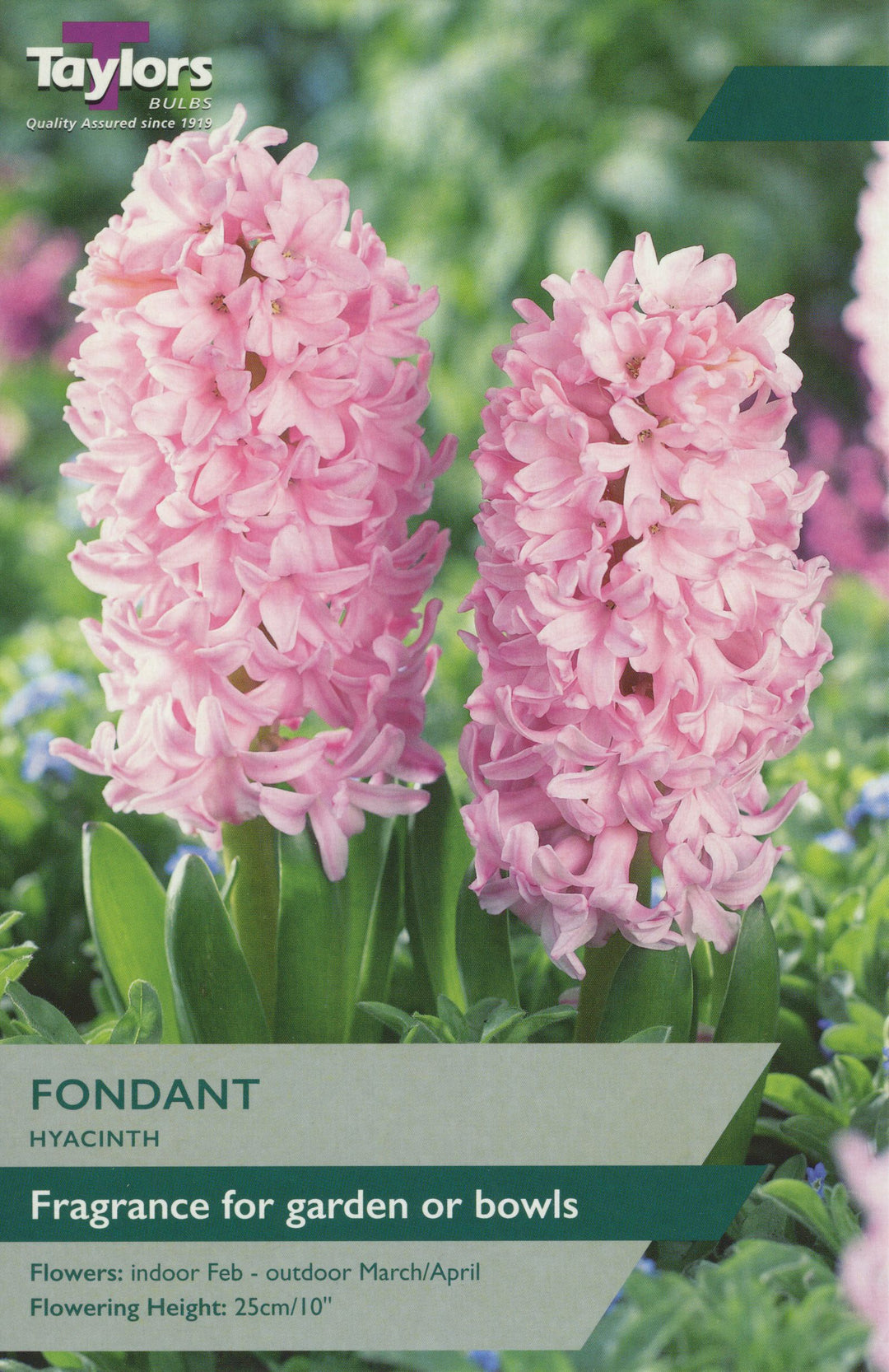 GARDEN HYACINTH FONDANT