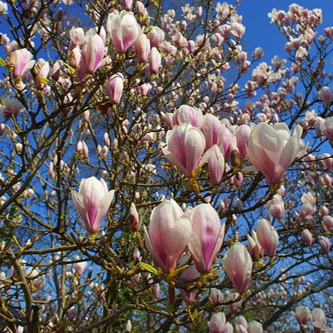 Magnolia soul. Satisfaction