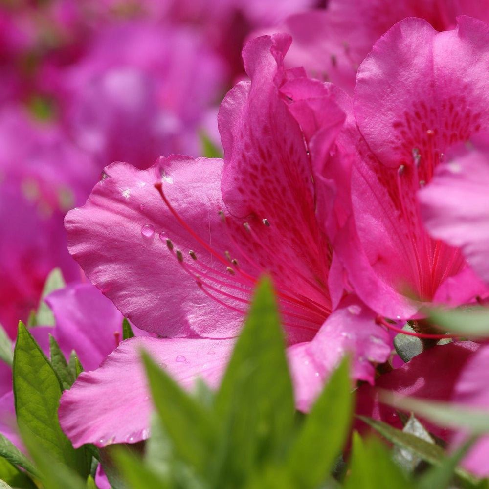 Azalea Anouk  30-35Cm - Shrubs - Windyridge Garden Centre
