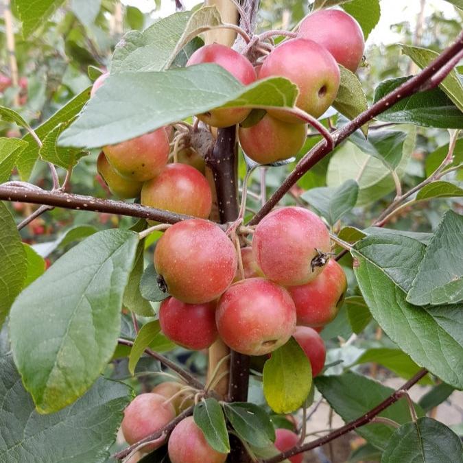 MALUS GORGEOUS - Trees - Windyridge Garden Centre