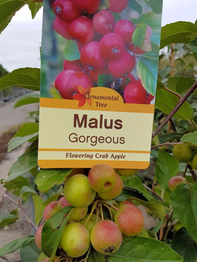 MALUS GORGEOUS