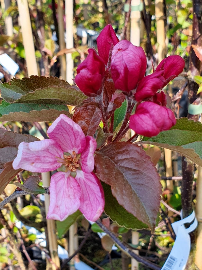 MALUS GORGEOUS