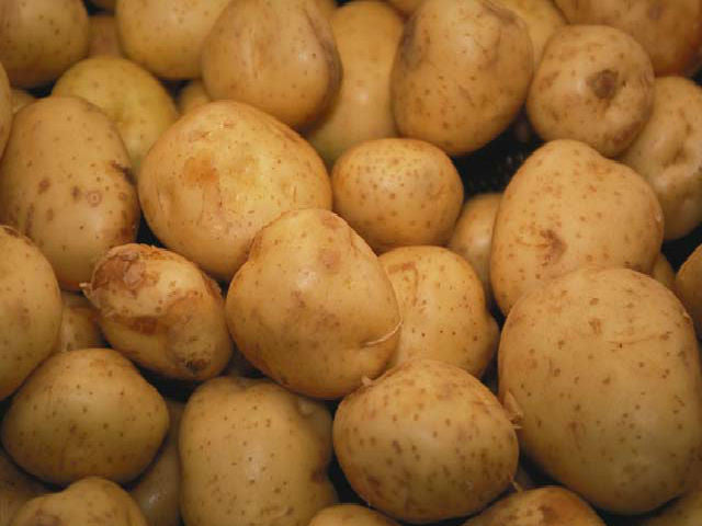 Second Earliers Maris Peer 2 Kg Nets - Bulbs - Windyridge Garden Centre