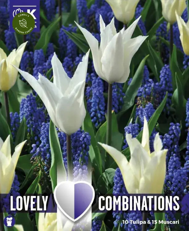 COMBI TULIPA WHITE & MUSCARI BLUE x 25