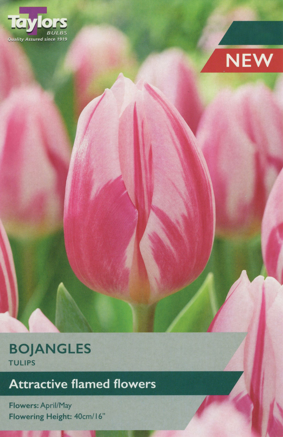 7 TULIP BOJANGLES