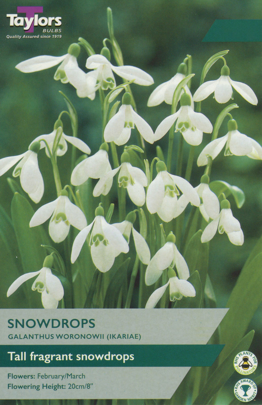 GALANTHUS WORONOWII 20