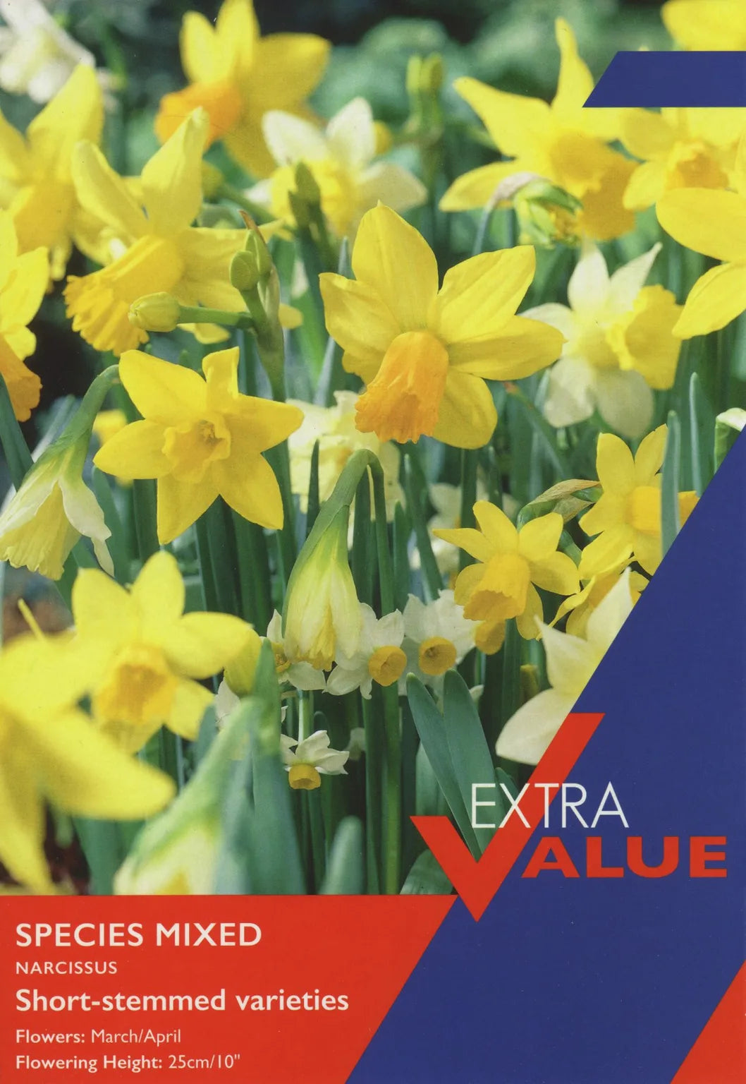 Narcissi Species Mixed - Bulbs - Windyridge Garden Centre