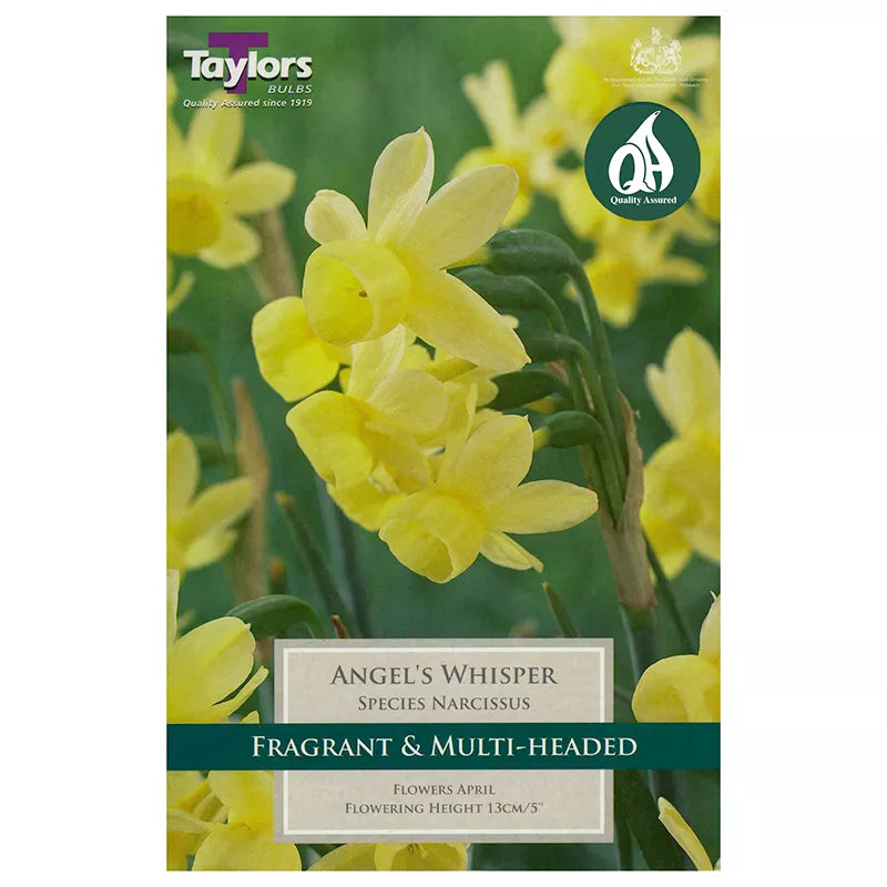 NARCISSUS ANGELS WHISPER 7