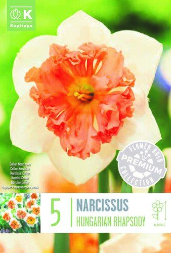 PREM NARCISSUS COLLAR HUNGARIAN RHAPSODY X 5