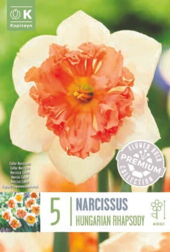 PREM NARCISSUS  HUNGARIAN RHAPSODY X 5