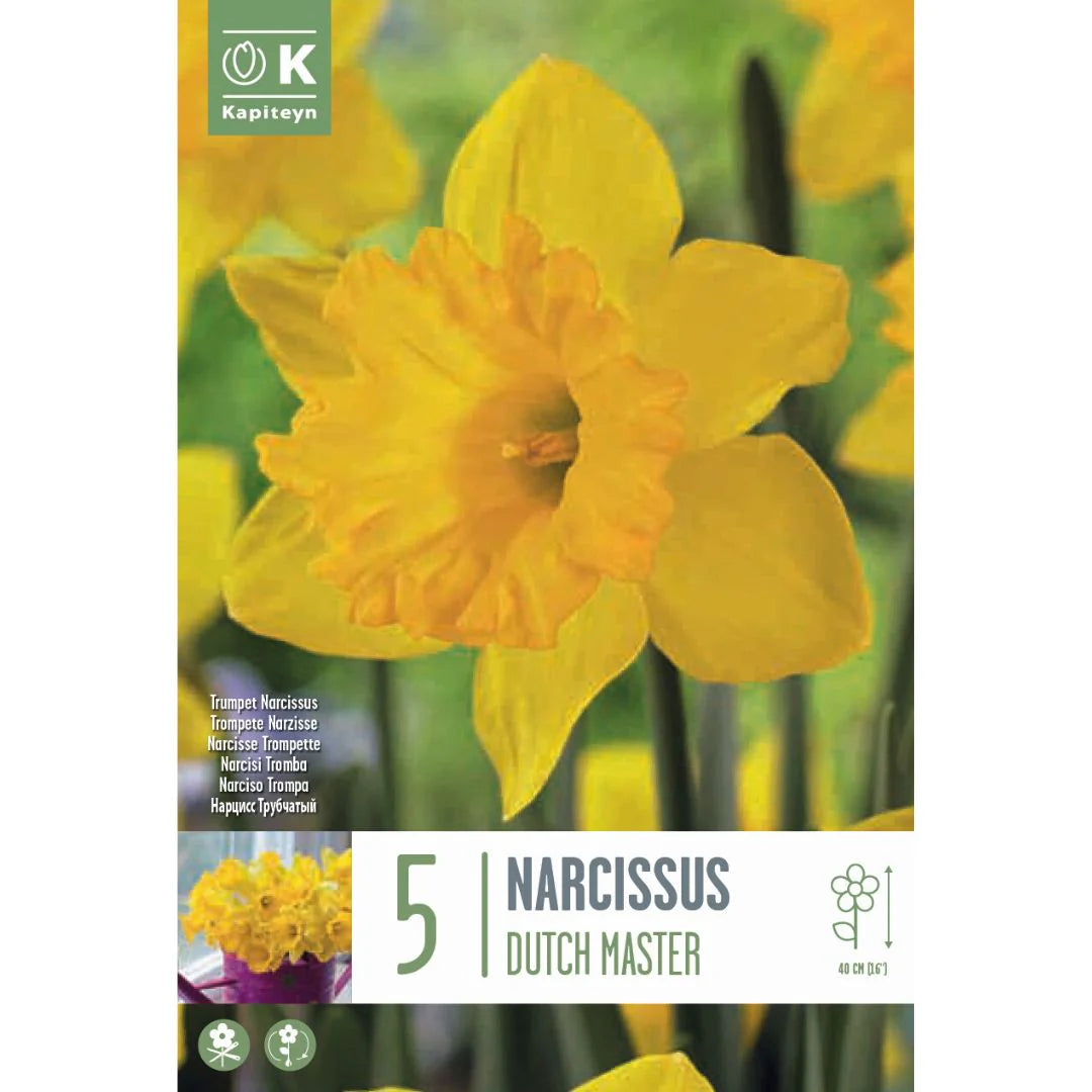 NARCISSUS DUTCH MASTER X 5