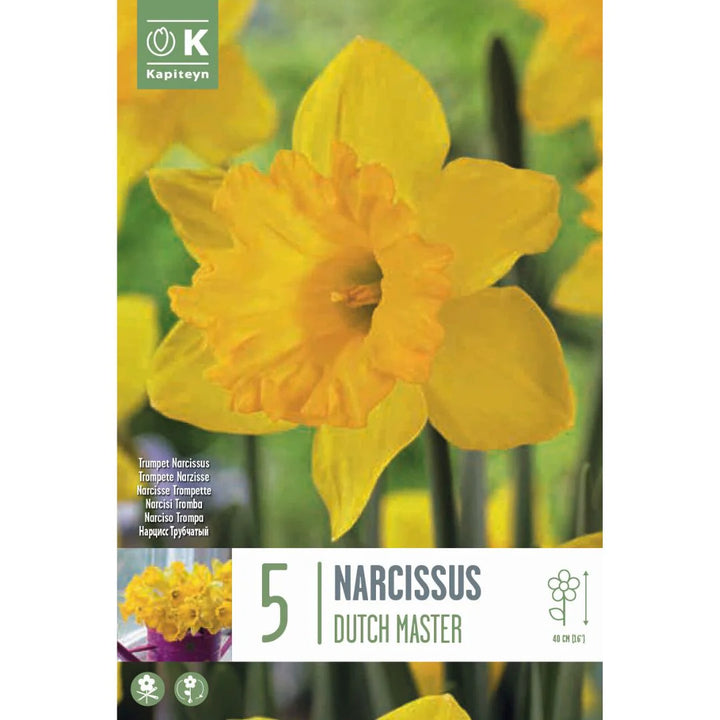NARCISSUS DUTCH MASTER X 5